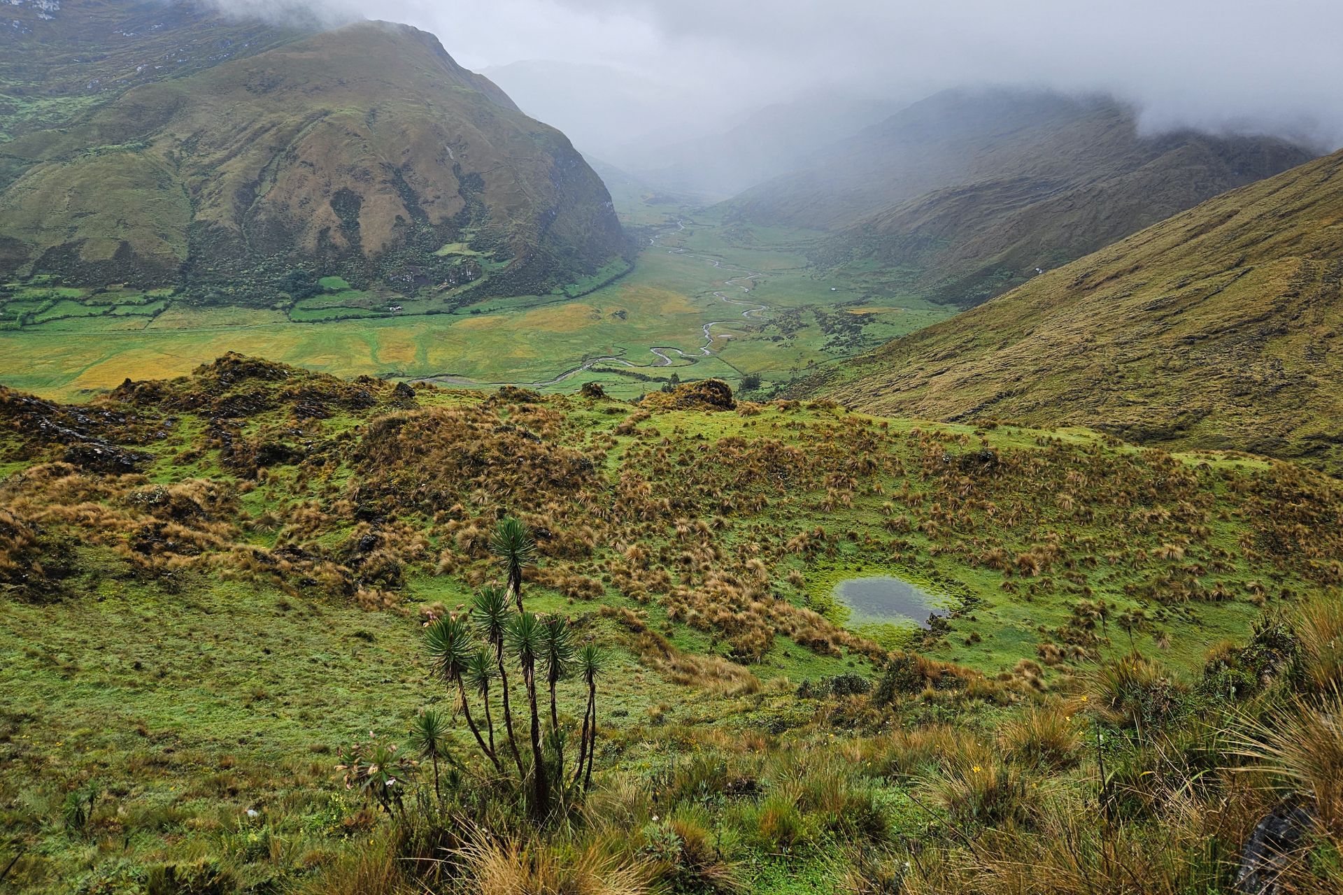 Bosque Alto Huayabamba