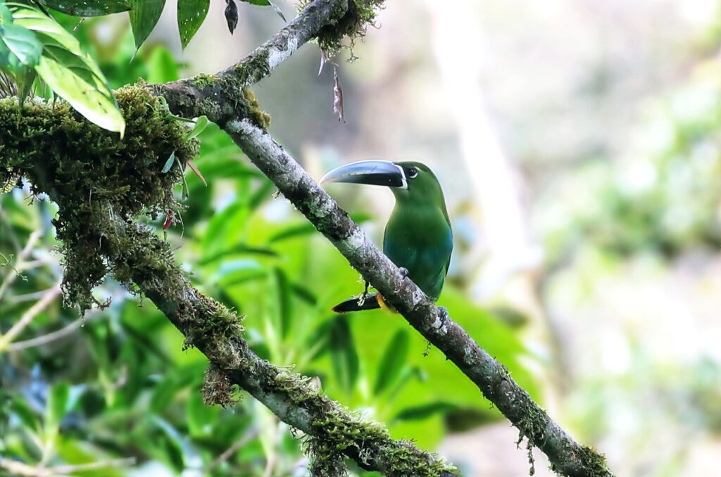Paisaje de la Amazonía peruana