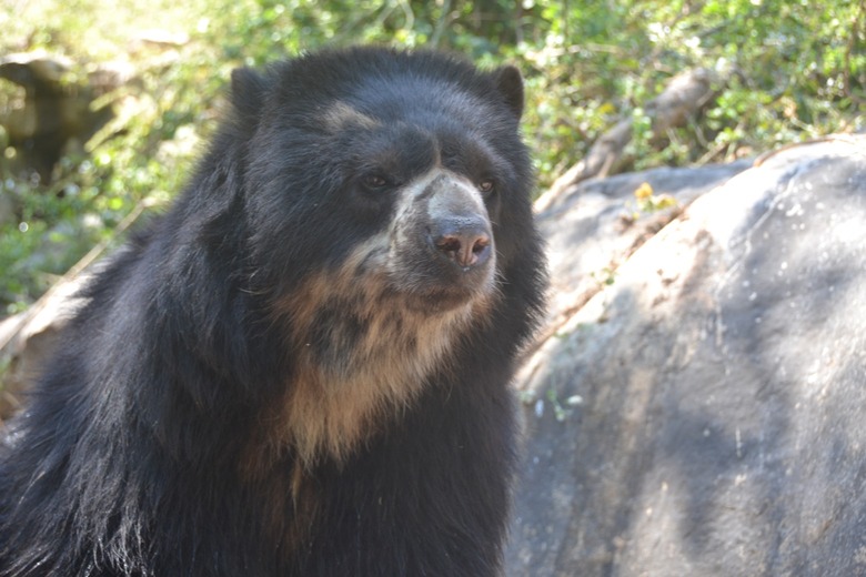 Oso de anteojos