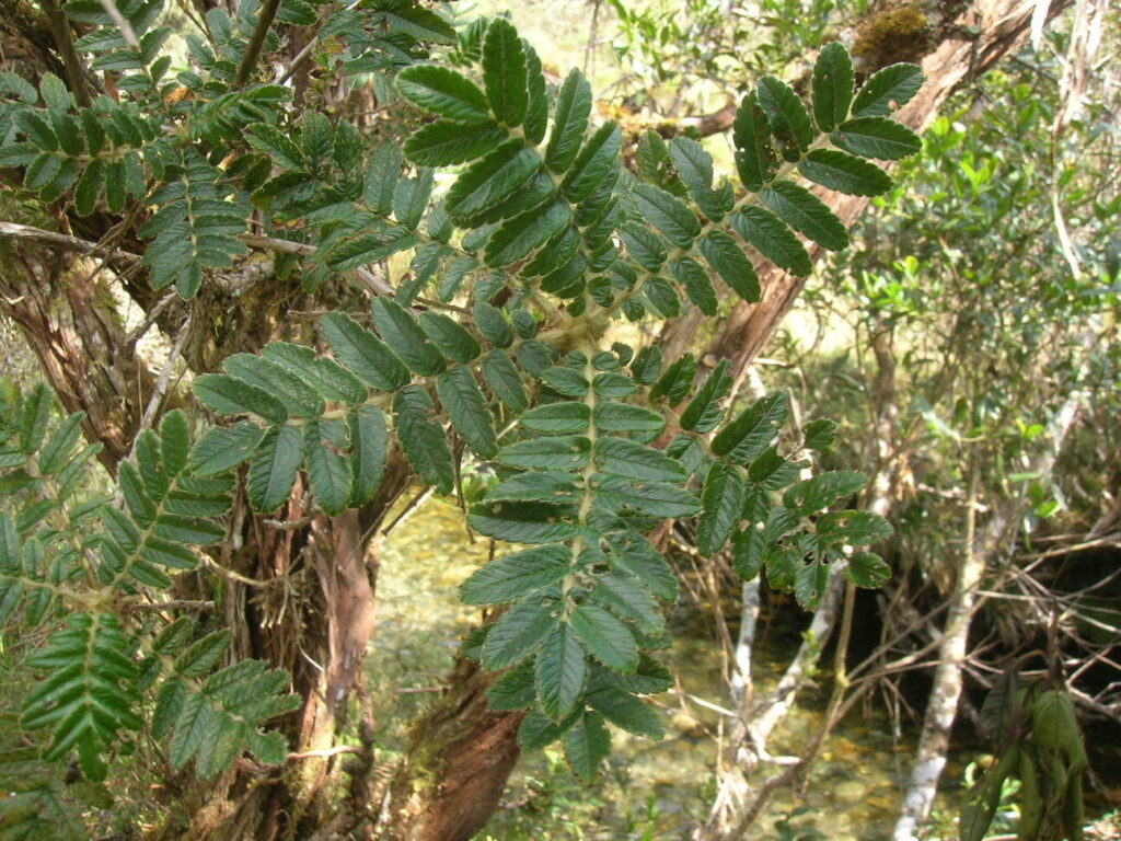 Queñuales