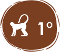 registro altitudinal más alto de la especie Ateles belzebuth, con 2256 m s.n.m. – 